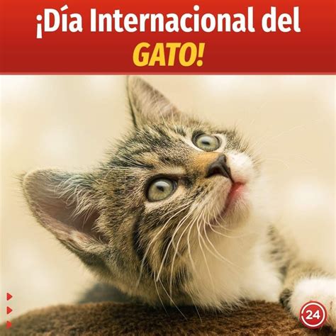 cuando es el dia internacional del gato